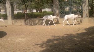 Addax