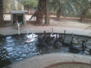 Black Swan, Mute Swan