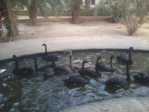 Black Swan 1