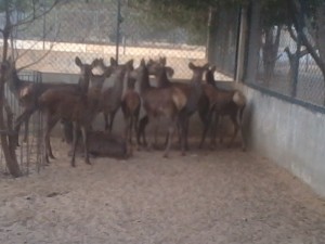 Red Deer (Cervus elaphus)