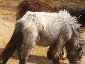 Miniature Pony Horse 28 inches height. New Arrival 18-02-2015`