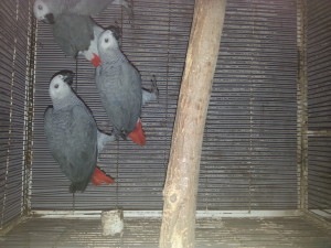 Grey Parrot