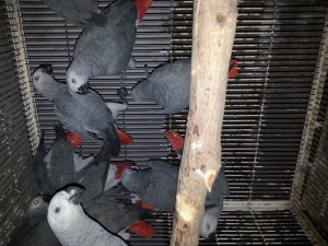 Grey Parrot