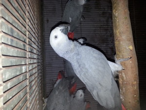 Grey Parrot