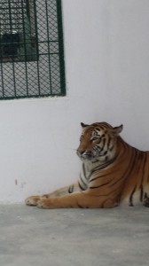 BENGAL TIGER