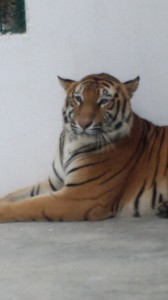 BENGAL TIGER