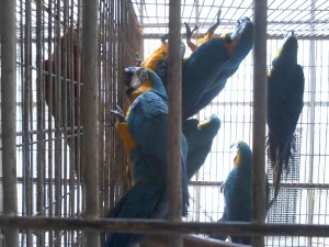 Blue and Gold Macaw