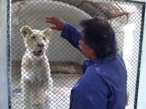 White Lion