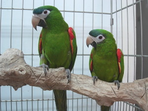 Red Bellied Macaw