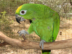 Yellow Crowned Amazon