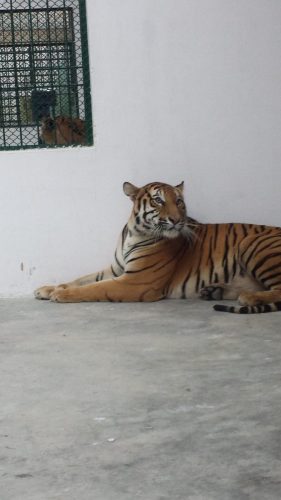BENGAL TIGER in Raheem International
