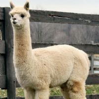 Alpaca