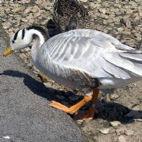 Bar Headed Goose