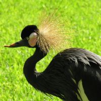 Black Crowned Crane