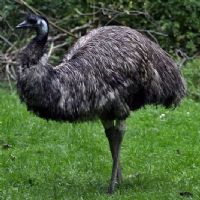 EMU