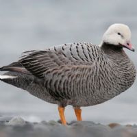 Emperior Goose