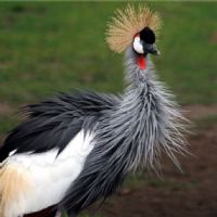 Grey Crowned Crane