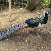 Lady Amherfst Pheasant