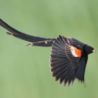 Long-Tailed Window Bird
