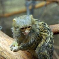 Marmoset