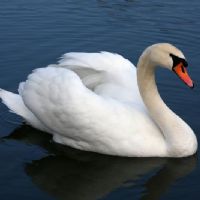 Mute Swan