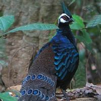 Palawan Pheasant