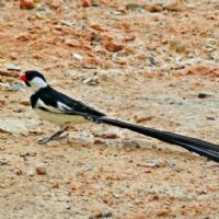 Pin-Tailed Whydah