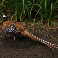 Reeves Pheasant