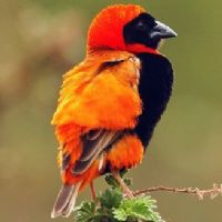 Southern Red Bishop