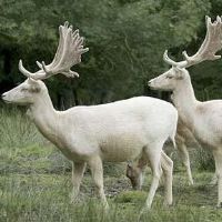 White Fallow Deer