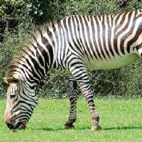 Zebra